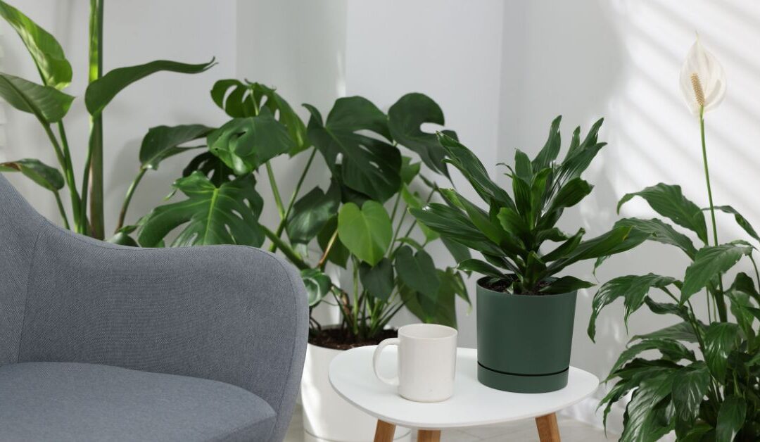 Bring Your Home to Life with Greenery Naturally: The Ultimate Guide to Stylish Indoor Plants
